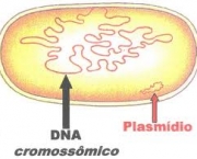 como-e-feita-a-transferencia-do-dna-para-a-celula-hospedeira-3