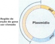 como-e-feita-a-transferencia-do-dna-para-a-celula-hospedeira-4