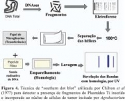 como-e-feita-a-transferencia-do-dna-para-a-celula-hospedeira-5