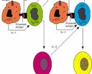 como-e-feita-a-transferencia-do-dna-para-a-celula-hospedeira-6