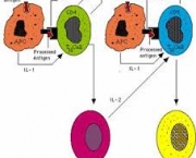 como-e-feita-a-transferencia-do-dna-para-a-celula-hospedeira-6