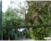 especies-de-aracnideos-10
