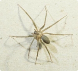 especies-de-aracnideos-11