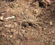 especies-de-aracnideos-12