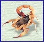 especies-de-aracnideos-13
