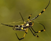 especies-de-aracnideos-14