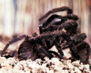 especies-de-aracnideos-15