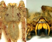 especies-de-aracnideos-2