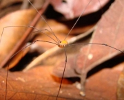 especies-de-aracnideos-3