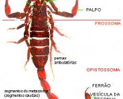 especies-de-aracnideos-4