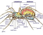 especies-de-aracnideos-6