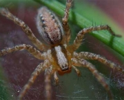 especies-de-aracnideos-8