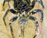 especies-de-aracnideos-9