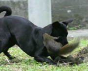 Esquilo Parte pra Cima do Cachorro