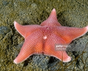 Estrelas do Mar Fotos (4)