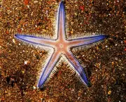 Estrelas do Mar Fotos (7)