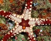 Estrela do Mar #8
