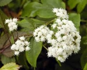 eupatorium-rugosum-alcool-insaturado-1