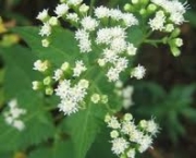 eupatorium-rugosum-alcool-insaturado-2