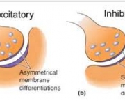 excitatorios-e-inibitorios-1