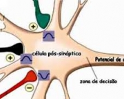 excitatorios-e-inibitorios-5