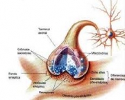 excitatorios-e-inibitorios-6