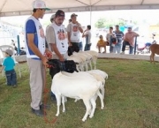 exposicao-agropecuaria-17