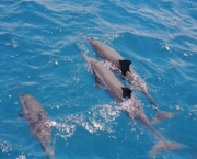 Foto Fernando de Noronha 14