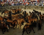 arena-de-cavalos.jpg