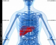 figado-humano-14