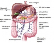 figado-humano-2