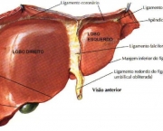 figado-humano-22