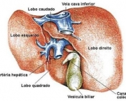 figado-humano-4