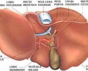 figado-maior-orgao-da-parte-interna-do-corpo-humano-1