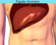 figado-maior-orgao-da-parte-interna-do-corpo-humano-2