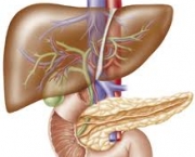 figado-maior-orgao-da-parte-interna-do-corpo-humano-5