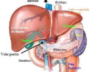 figado-maior-orgao-da-parte-interna-do-corpo-humano-6