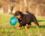 Filhotes de Cachorros (9)