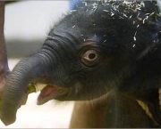 filhote-de-elefante-1.jpg