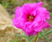 flor-portulaca-grandiflora-a-popular-onze-horas-11