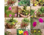 flor-portulaca-grandiflora-a-popular-onze-horas-13