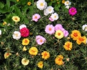 flor-portulaca-grandiflora-a-popular-onze-horas-3