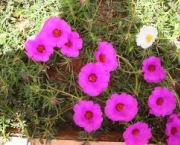 flor-portulaca-grandiflora-a-popular-onze-horas-5