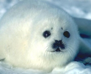 Foca 1