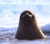 Foca 3