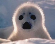 Foca 10