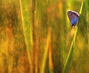 borboleta-na-chuva.jpg