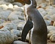 fotos-animais-aquaticos-10