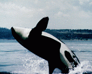 fotos-animais-aquaticos-11