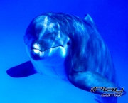 fotos-animais-aquaticos-14